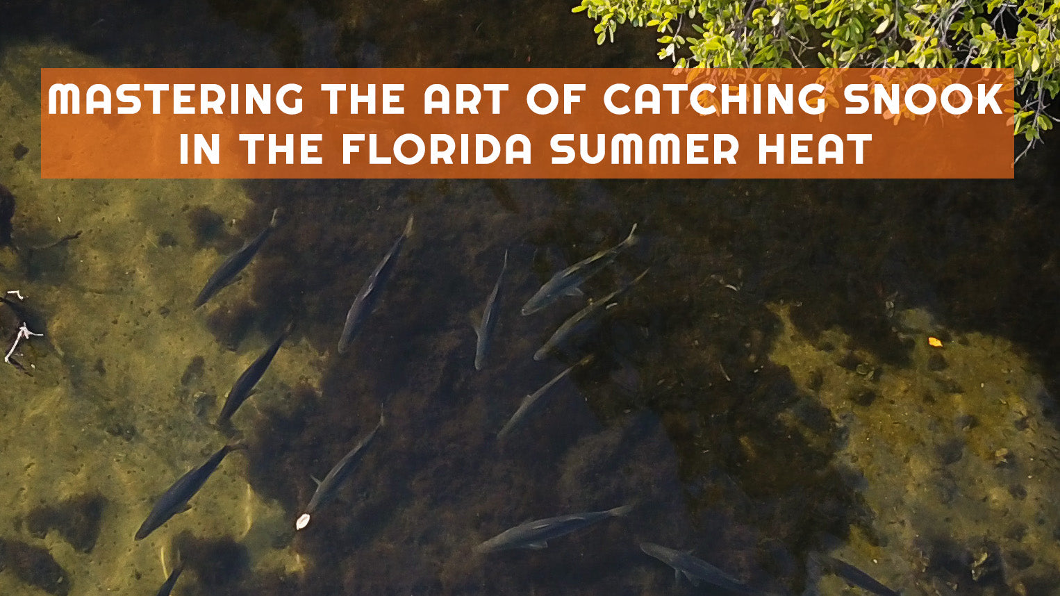 3 Tips To Catching Snook In The Summer (From The Beach)